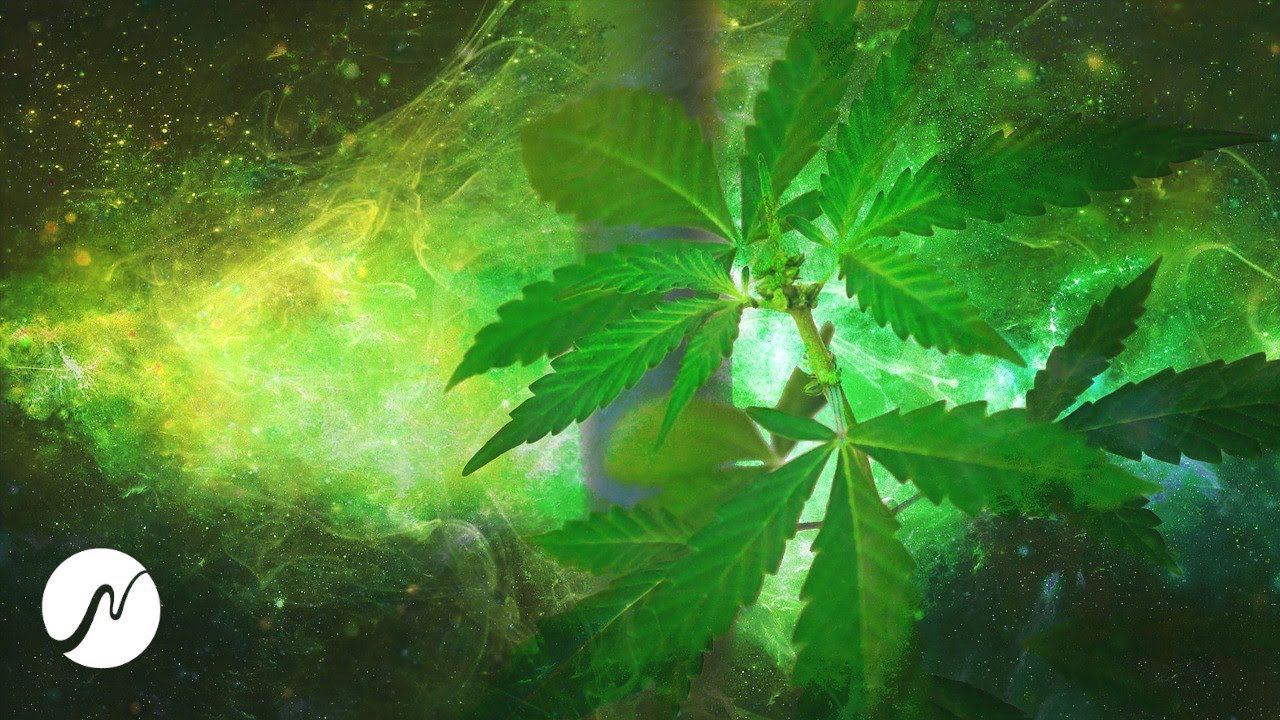 Frecuencia de cannabis (molécula de THC) – latidos binaurales (¡experimental!)