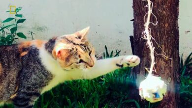 ¿Los gatos también juegan a la pelota? #NatGeoMascotas