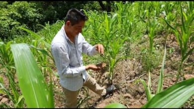 Los satélites de la NASA ayudan a agricultores en el Corredor Seco de América Central