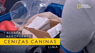 Lleva las cenizas de su perro en la maleta | Alerta Aeropuerto Lima