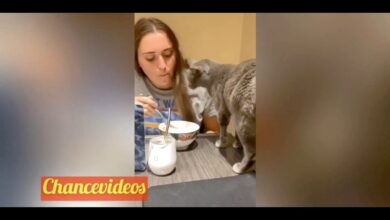 😂Gatos Graciosos 2020😂//😂Funny Animal Video 😂