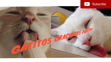 🔥 GATITOS GRACIOSOS PARTE#1😂🤣