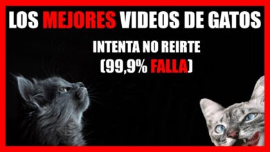 Videos de GATITOS GRACIOSOS que SE CAEN 🚀 [INTENTA NO REIRTE] *NIVEL IMPOSIBLE 99,999 FALLA*  2020 💥