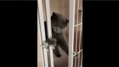 VIDEOS DE GATOS GRACIOSOS 😹😹    VIDEOS DE GATOS CHISTOSOS 😹😹 2020