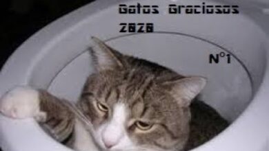 INTENTA NO REIR VIDEOS DE GATOS GRACIOSOS 2020