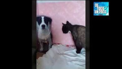 TRATE DE NO REIRSE – PERROS Y GATOS GRACIOSOS – DOGS AND FUNNY CATS #20