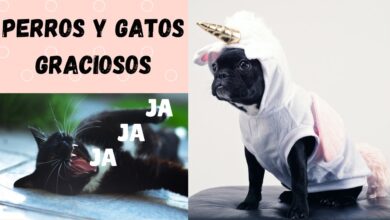 [Gatos y Perros]🐱🐶  Chistosos y Graciosos (Recopilacion De Videos)🐱 Video Random #2 🐶