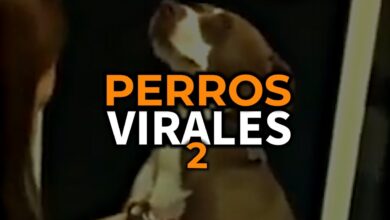 Tik Tok de perros muy graciosos #2 🤣