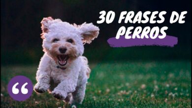 30 Frases de PERROS 🐶 ¡Cortas y graciosas!