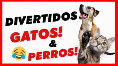 RECOPILACION DE PERROS Y GATOS GRACIOSOS | Animales Gracioso