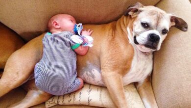 Los Mejores Bebés Lindos Jugando Con Perros 🐶 Bebes Chistosos Jugando Con Perros Cachorros