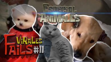 Gatos y Perros graciosos | Si te Ries Pierdes | Nivel DIOS | 100% IMPOSIBLE