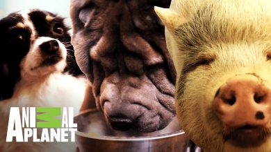 Top 5: Las mascotas gordas más tiernas | Kilos de mascotas | Animal Planet