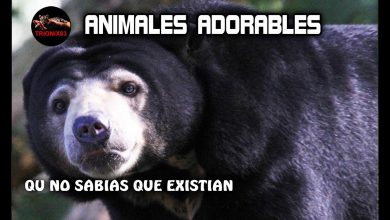 ANIMALES ADORABLES QUE NO SABIAS QUE EXISTIAN – Los animales mas tiernos y lindos del mundo