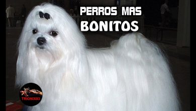 LAS MASCOTAS MAS BONITAS DEL MUNDO !Los Animales mas Tiernos del mundo! Mascotas Increibles