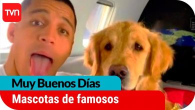 Las tiernas mascotas de los famosos | Buenos días a todos