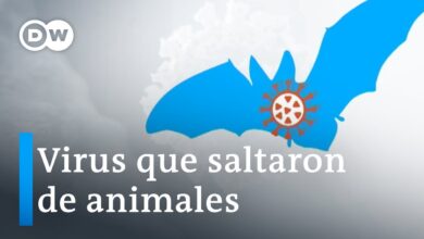 El mortal peligro de los mercados de animales