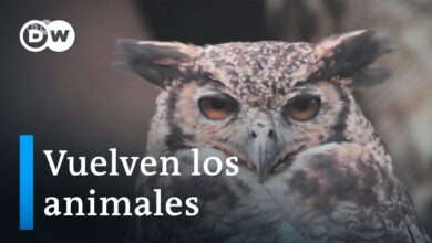 Reaparece la fauna de Bogotá