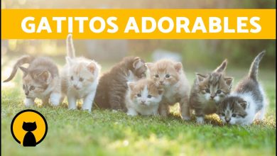 Vídeos de GATOS GRACIOSOS y ADORABLES 🐱 ¡Gatitos Maullando, Jugando, Llorando y Peleando!