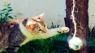 ¿Los gatos también juegan a la pelota? #NatGeoMascotas