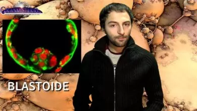 Blastoide, la nueva forma de vida que sustituirá al ser humano