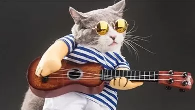 Gatos Graciosos – Los Mejores Videos de Gatos Chistosos