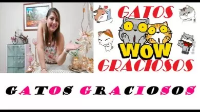 GATOS  GRACIOSOS