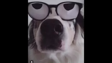 PeZuñAs🐾-Nuestras Mascotas- Videos Graciosos de Perros y Gatos.