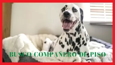 PERROS GRACIOSOS🐶 y GATOS DIVERTIDOS🐱 – Los videos mas entretenidos#12🤣