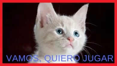 GATOS🐱, PERROS🐶 y PAJAROS GRACIOSOS🦜 – los videos mas DIVERTIDOS😂 de ANIMALES#11