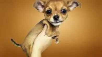 LOS VIDEOS MAS GRACIOSOS Y TIERNOS DE PERROS 2020