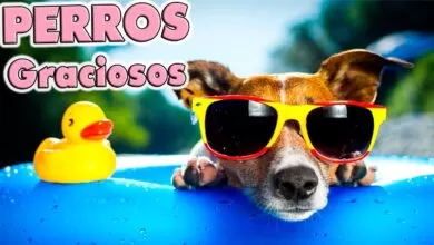 Perros graciosos jugando, Perros chistosos 🐶🤣