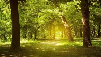 Música relajante, bosque encantador, sonidos de la naturaleza, música de piano, alivio del estrés