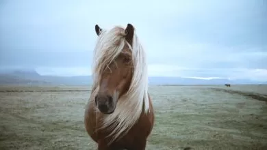 Hermosa música relajante, animales de cerca, alivio del estrés, reducir la ansiedad