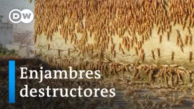 Invasión de langostas en Pakistán