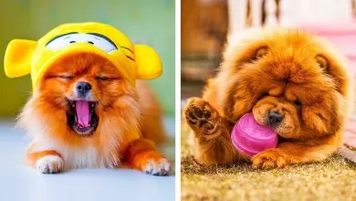 8 de las razas de perros más tiernos que te harán decir “awww”