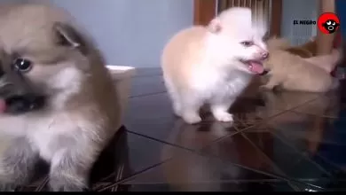 tiernas mascotas que nos causan alegrias