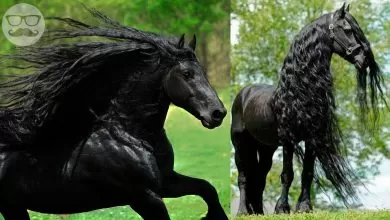 20 Animales Más HERMOSOS Del Mundo 🦄