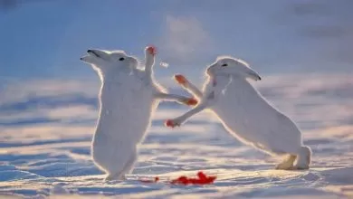 Top 5 Animales Muy Tiernos ¡PELEANDO! | Super Divertido