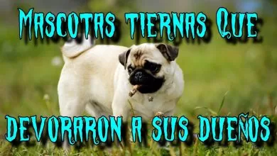 TOP 5 : Mascotas tiernas que devoraron a sus dueños