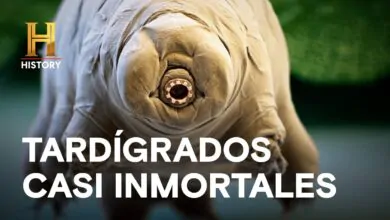 TARDÍGRADOS CASI INMORTALES – ALIENÍGENAS ANCESTRALES