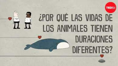 ¿Por qué las esperanzas de vida de los animales son tan distintas? – Joao Pedro de Magalhaes