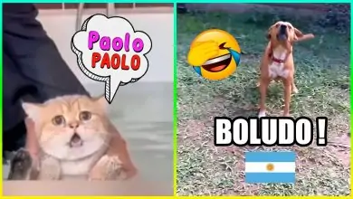 Animales Graciosos Que Hablan 😂 Parte 2